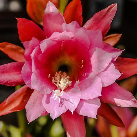 Szálloda Chateau De - & 4*