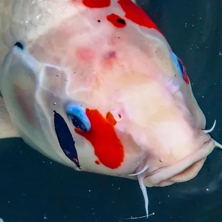 Otel Chateau De - &