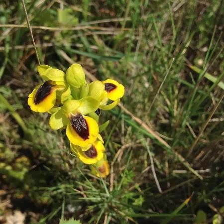 Chateau De - & 4* Siran