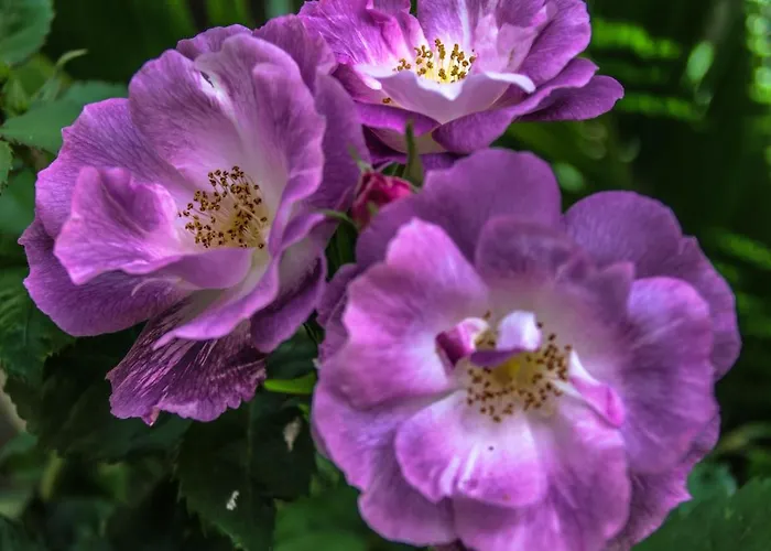 Hotel Château De - Hôtel&spa