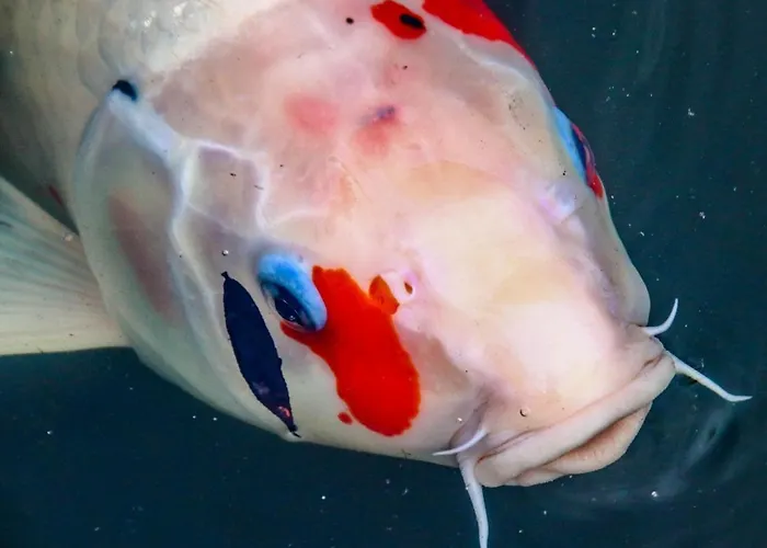 ホテル Chateau De - &