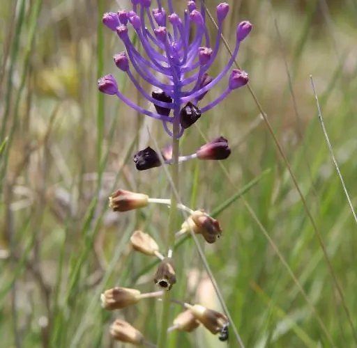 Château De - Hôtel&spa Siran (Herault)