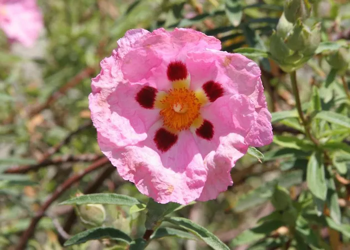 Hotel Château De - Hôtel&spa 4*