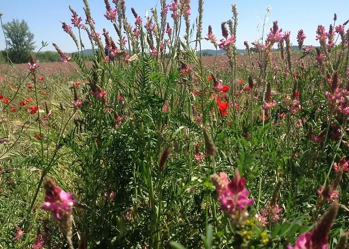 ホテル Chateau De - & 4*