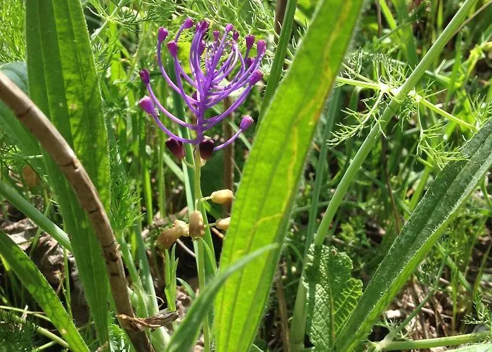 ホテル Chateau De - & Siran